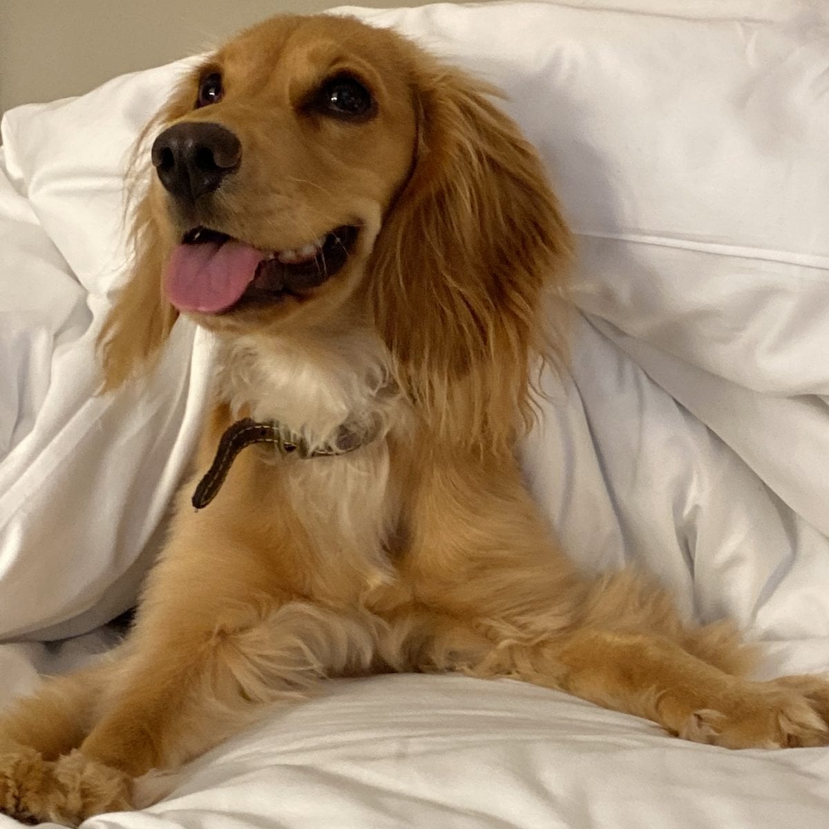 Your Stay Holmes Hotel London, part of Radisson Hotel Group